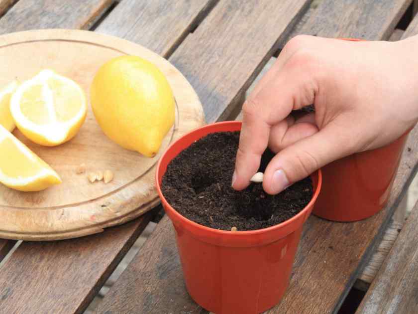 Как посадить лимон?